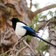 Angela Wang / Black-billed magpie